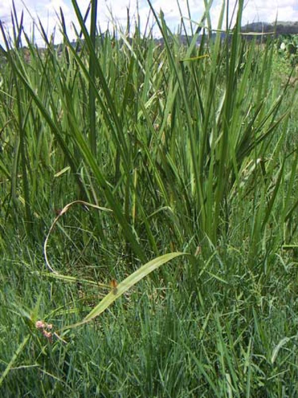 Steg 1 Materialet Erana är ett vanligt förekommande halvgräs mellan risfälten. 
